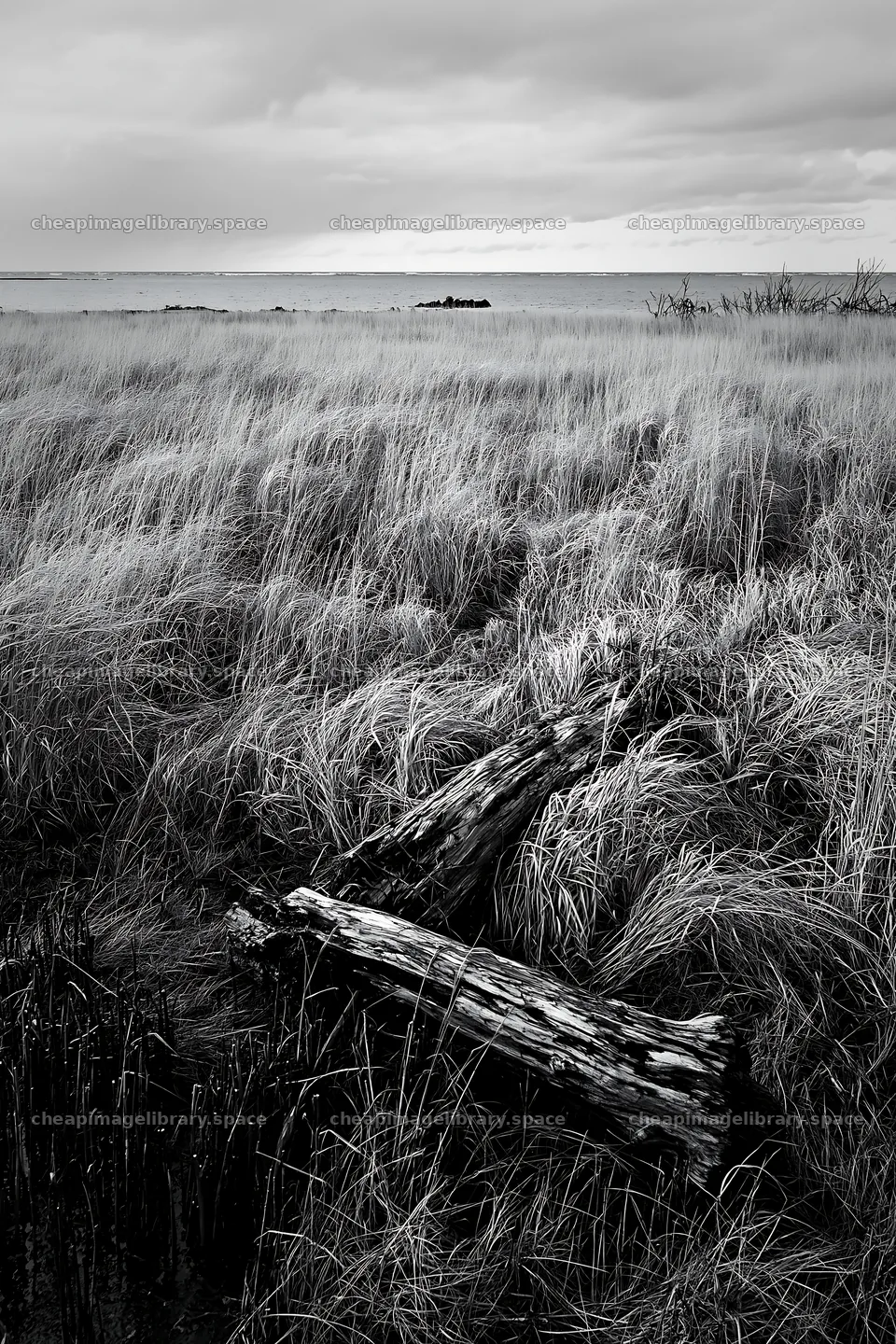 Ishikawa coastal meadow storm washed driftwood in dry grass – image library 6480x9722