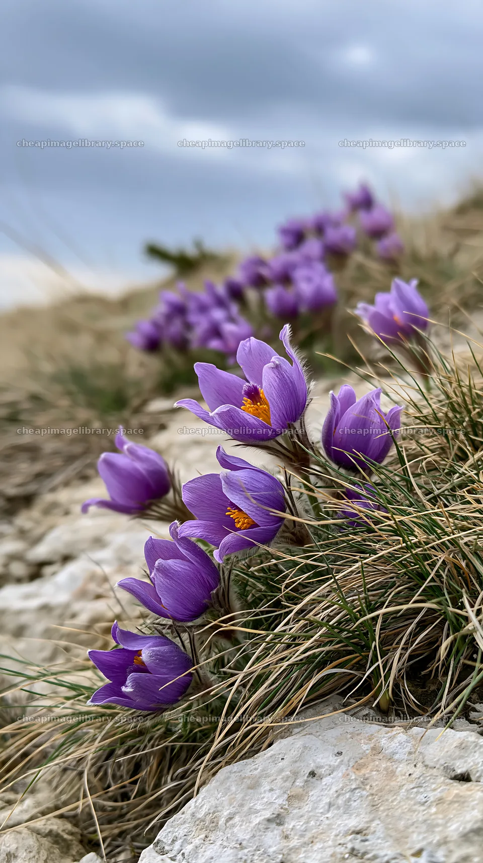 Cloudy meadow with pasque flowers growing in natural landscape – image library 5938x10608