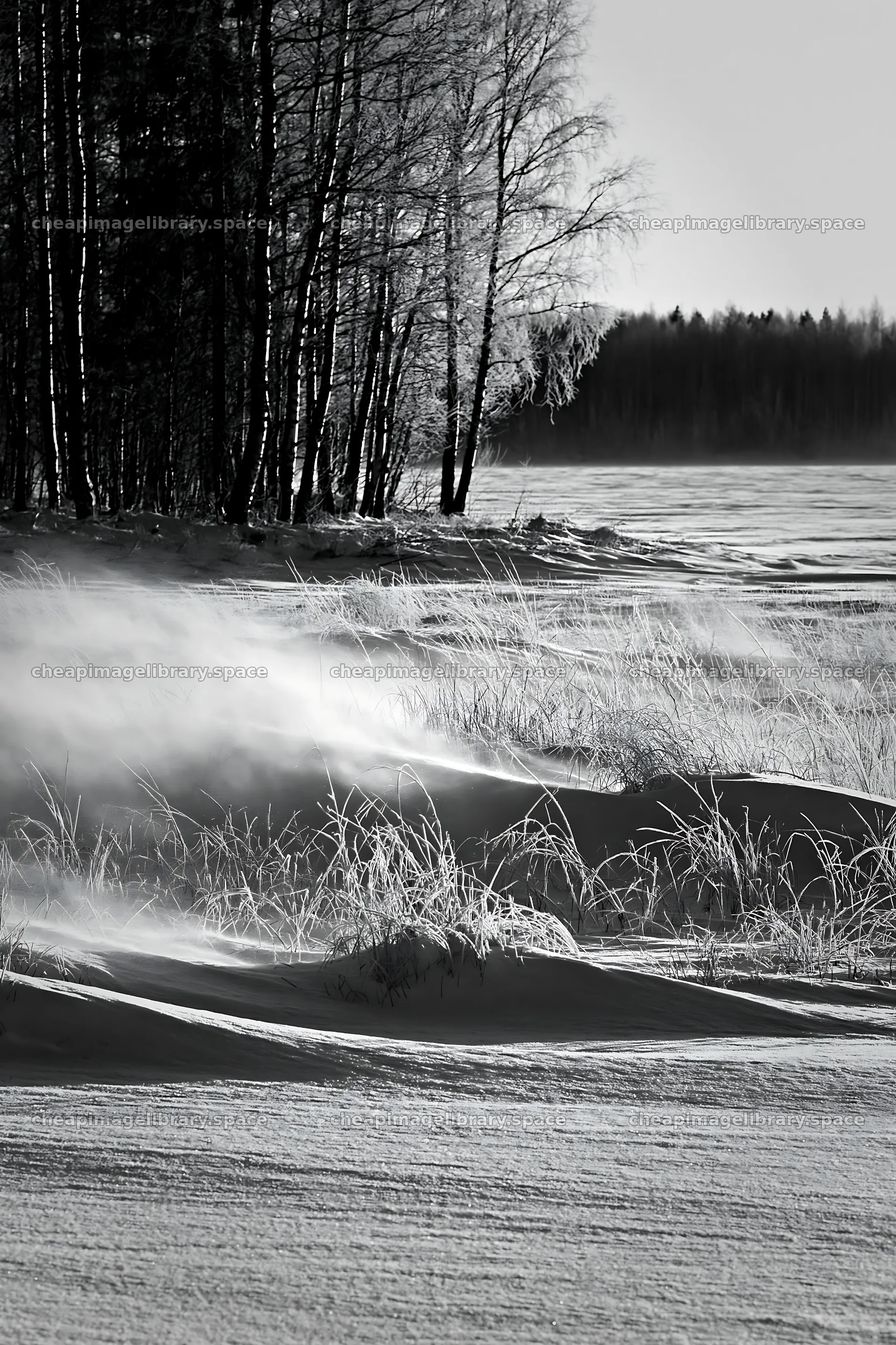 Snowy lakeside meadow with trees and blowing snow at winter – image library 6480x9722