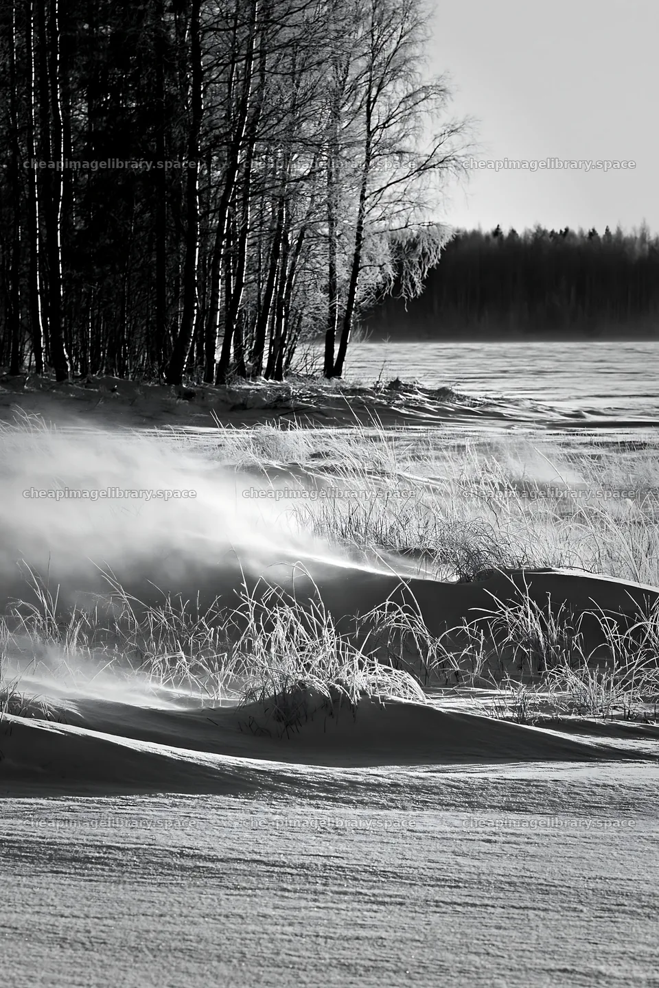 Snowy lakeside meadow with trees and blowing snow at winter – image library 6480x9722