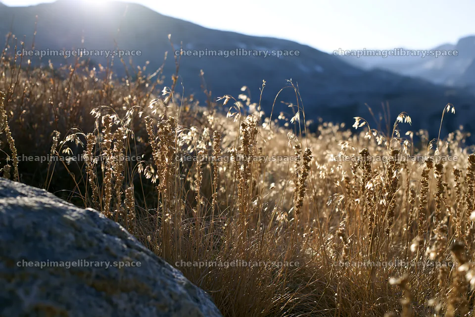 Seedhead meadow under sunlight in a natural setting – image library 9722x6480