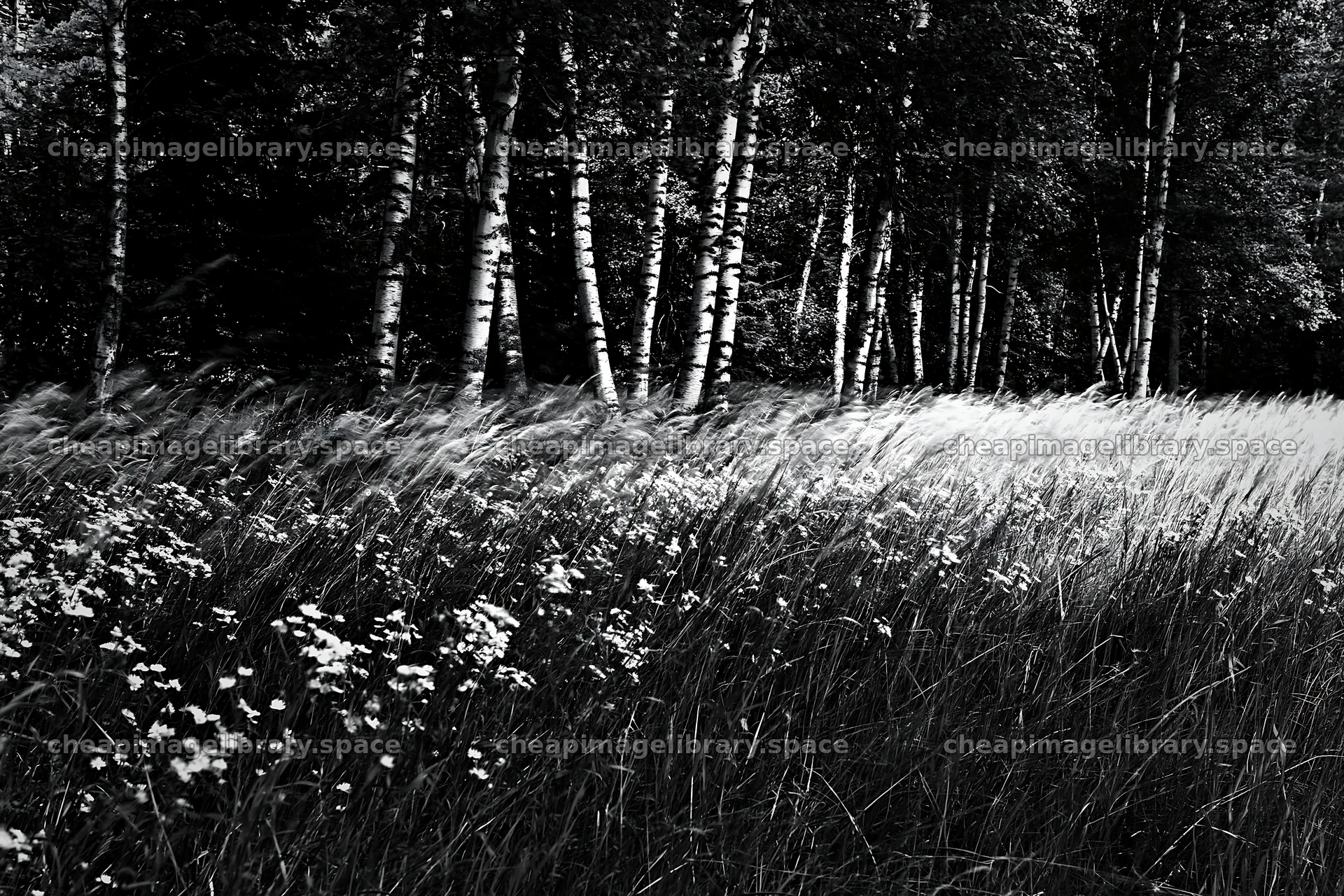 Birch forest meadow with tall grass and wildflowers – image library 9722x6480