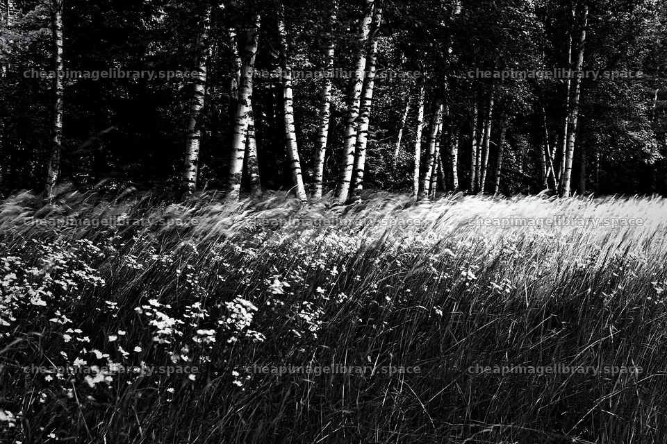 Birch forest meadow with tall grass and wildflowers – image library 9722x6480
