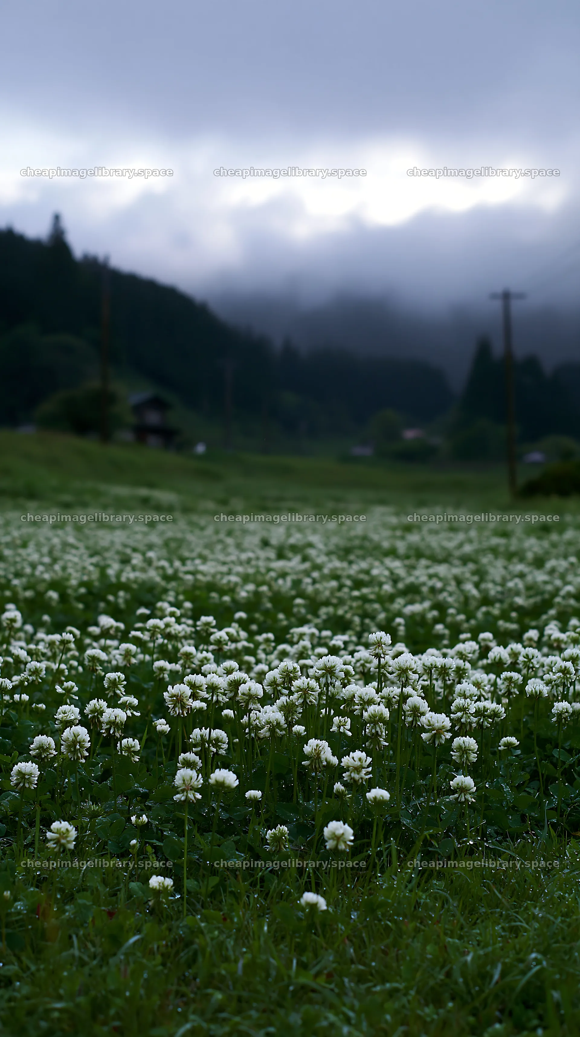 Shizuoka seasonal meadow after heavy rain – image library 5938x10608