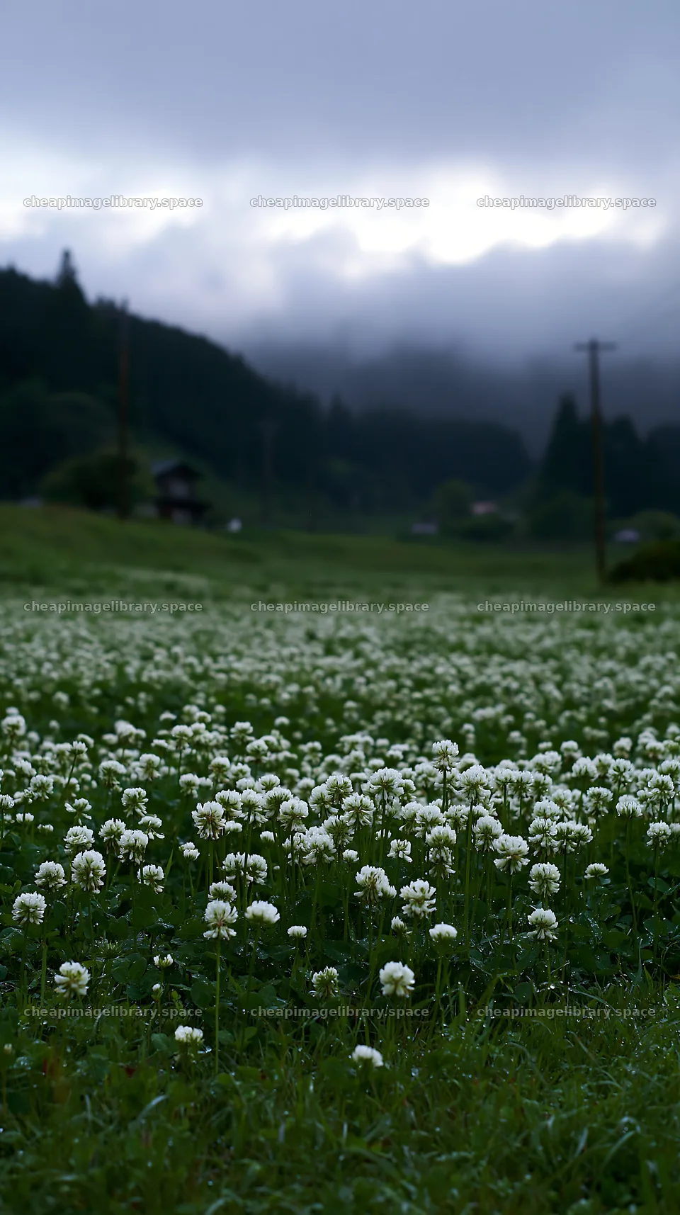 Shizuoka seasonal meadow after heavy rain – image library 5938x10608