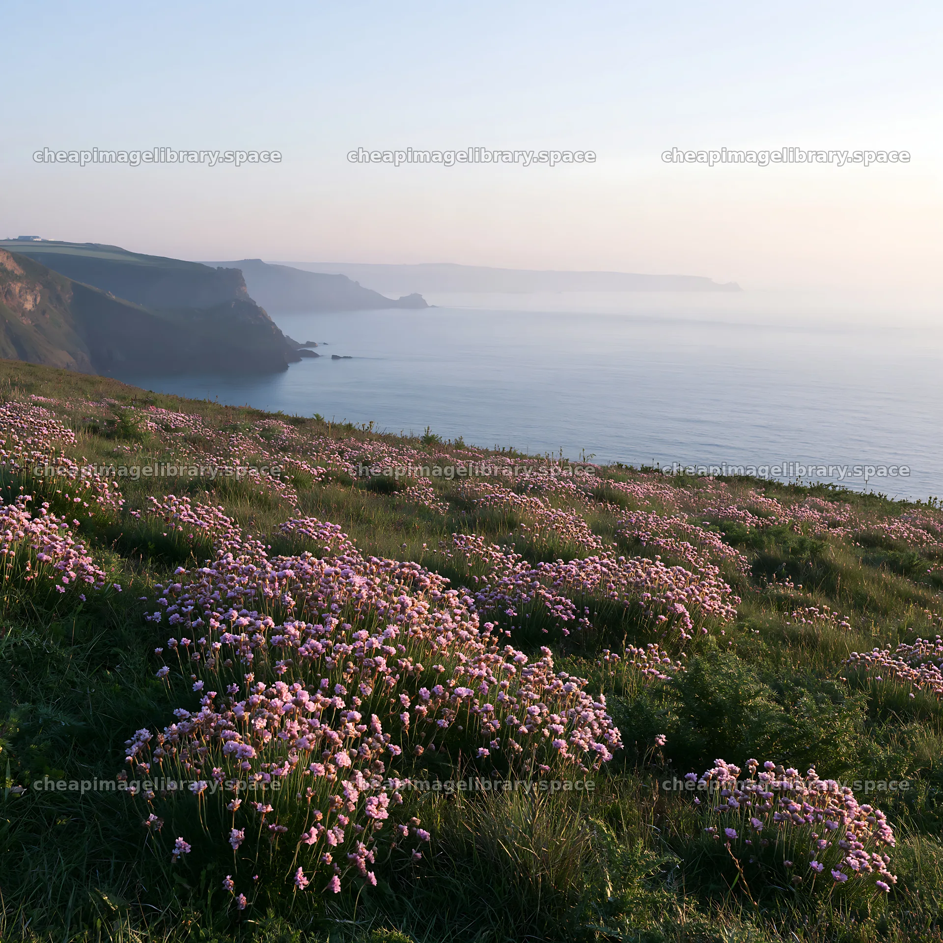 Clifftop meadow with flowers overlooking the ocean at sunset – image library 7938x7938