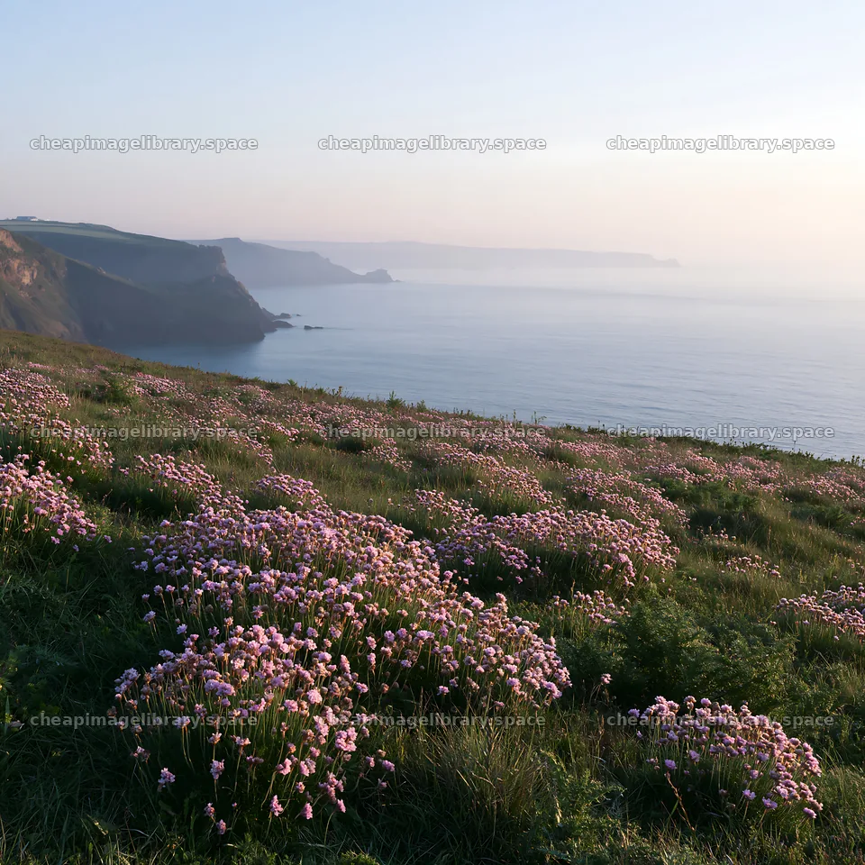 Clifftop meadow with flowers overlooking the ocean at sunset – image library 7938x7938