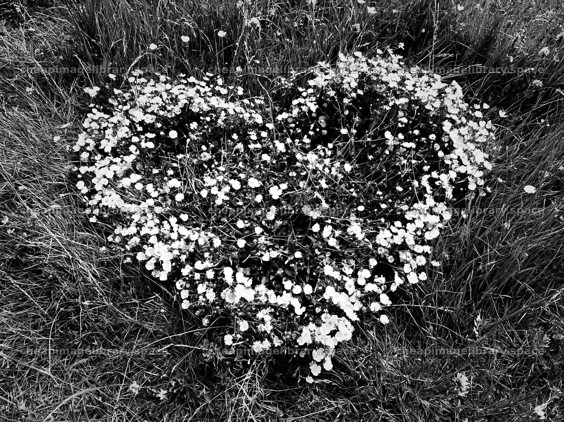Heart-shaped flower arrangement in a green meadow – image library 9174x6866