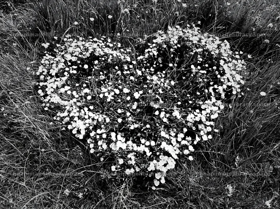 Heart-shaped flower arrangement in a green meadow – image library 9174x6866