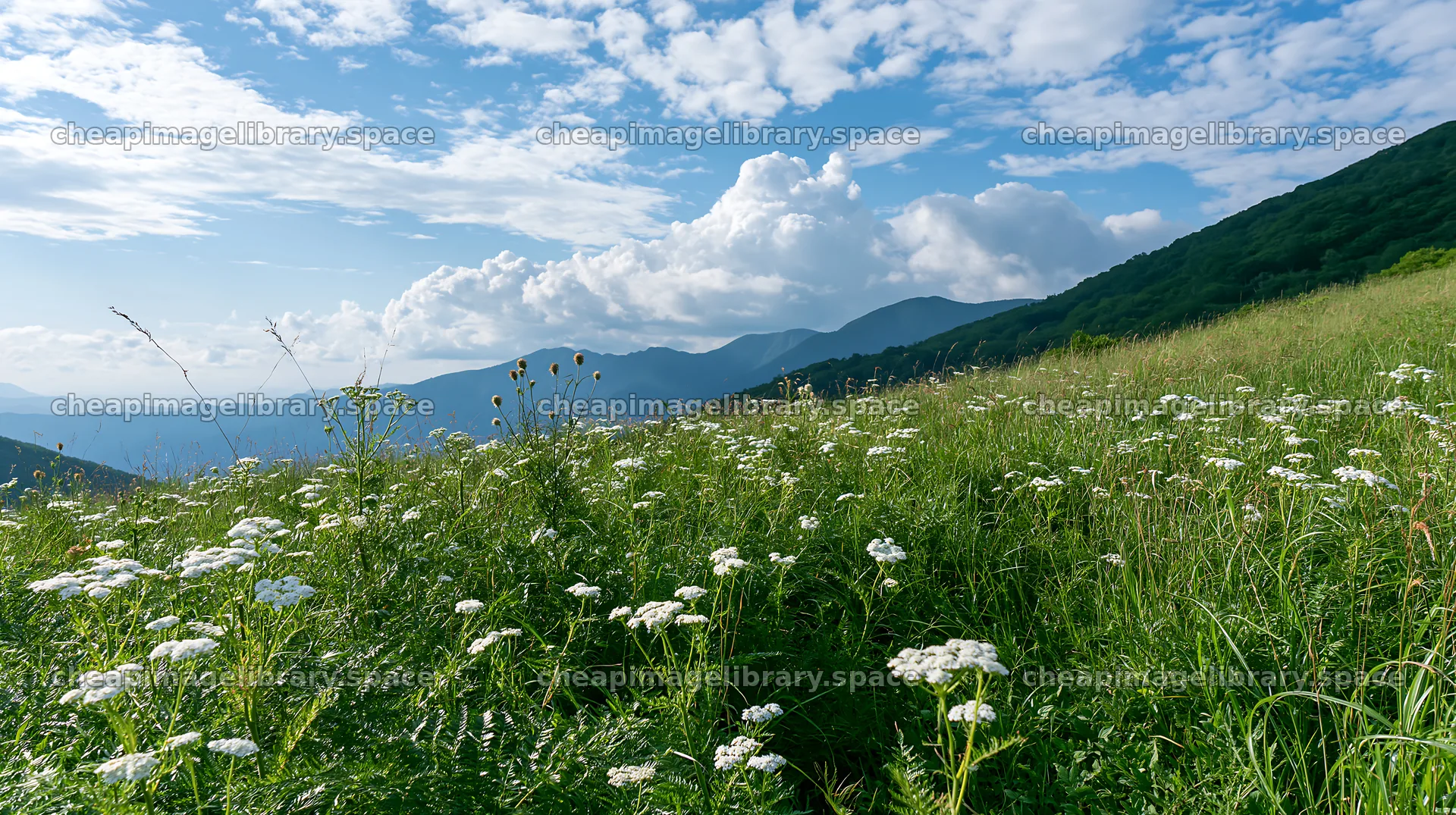 Fern frond and meadow view in Tokushima mountains – image library 10608x5938