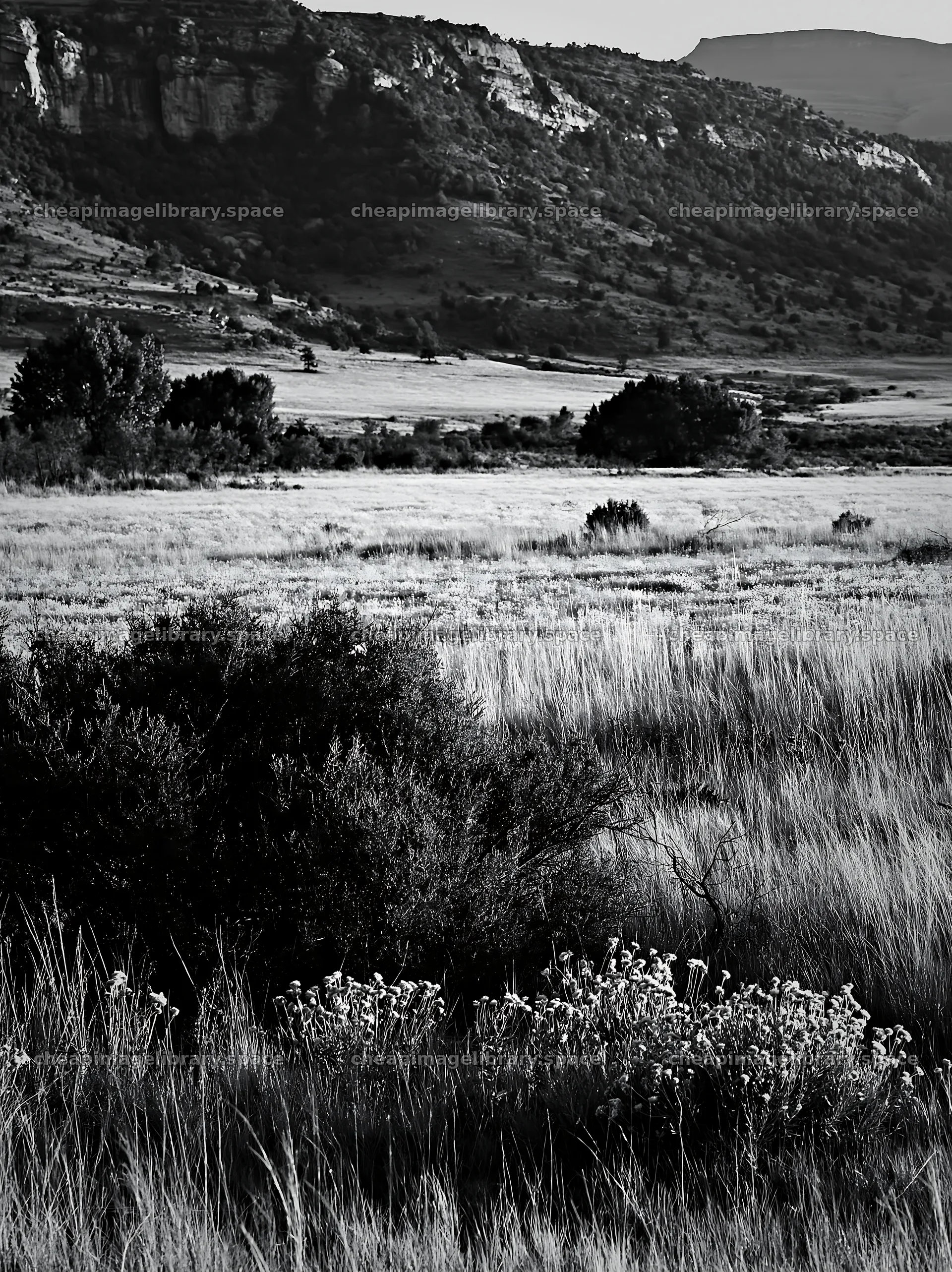 Biodiverse meadow with plants and hills in black and white – image library 6866x9174