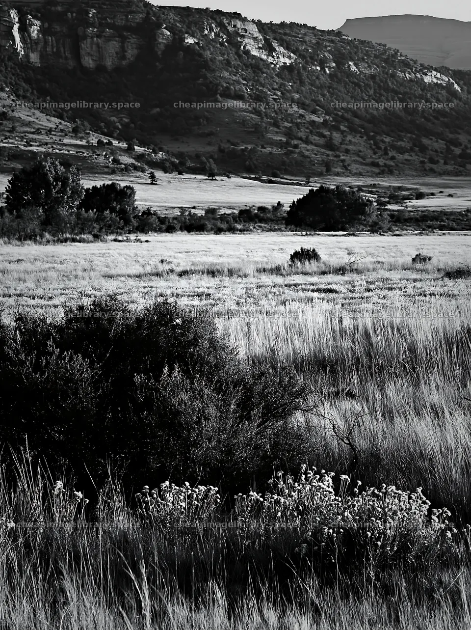 Biodiverse meadow with plants and hills in black and white – image library 6866x9174