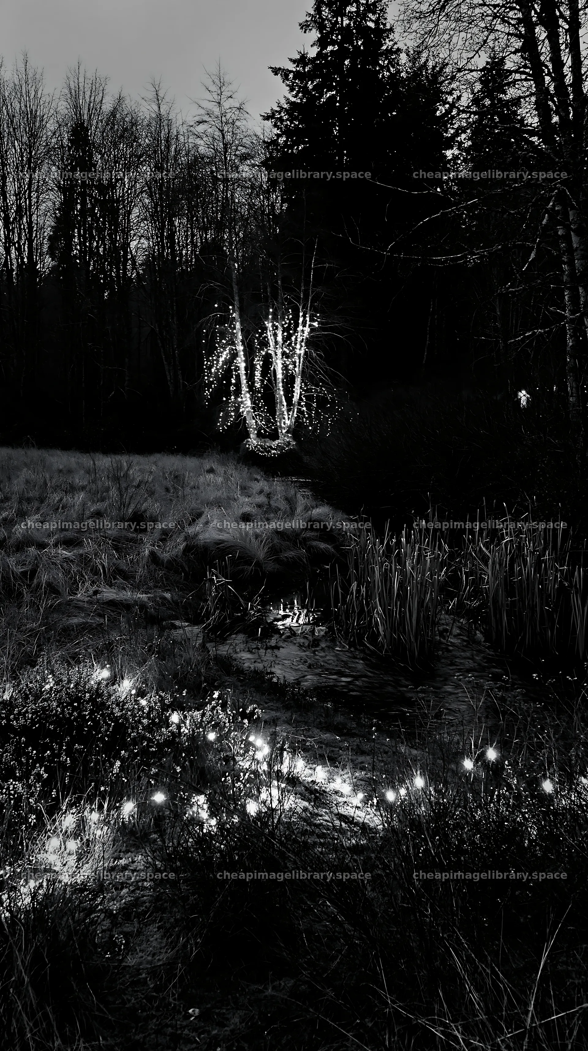 Christmas lights beside stream in meadow at dusk – image library 5938x10608
