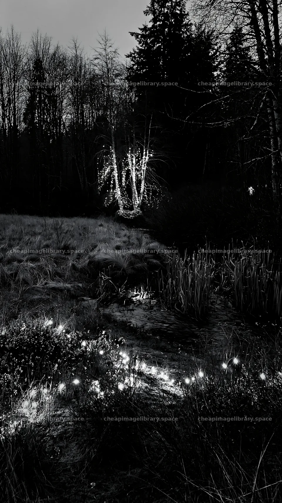 Christmas lights beside stream in meadow at dusk – image library 5938x10608