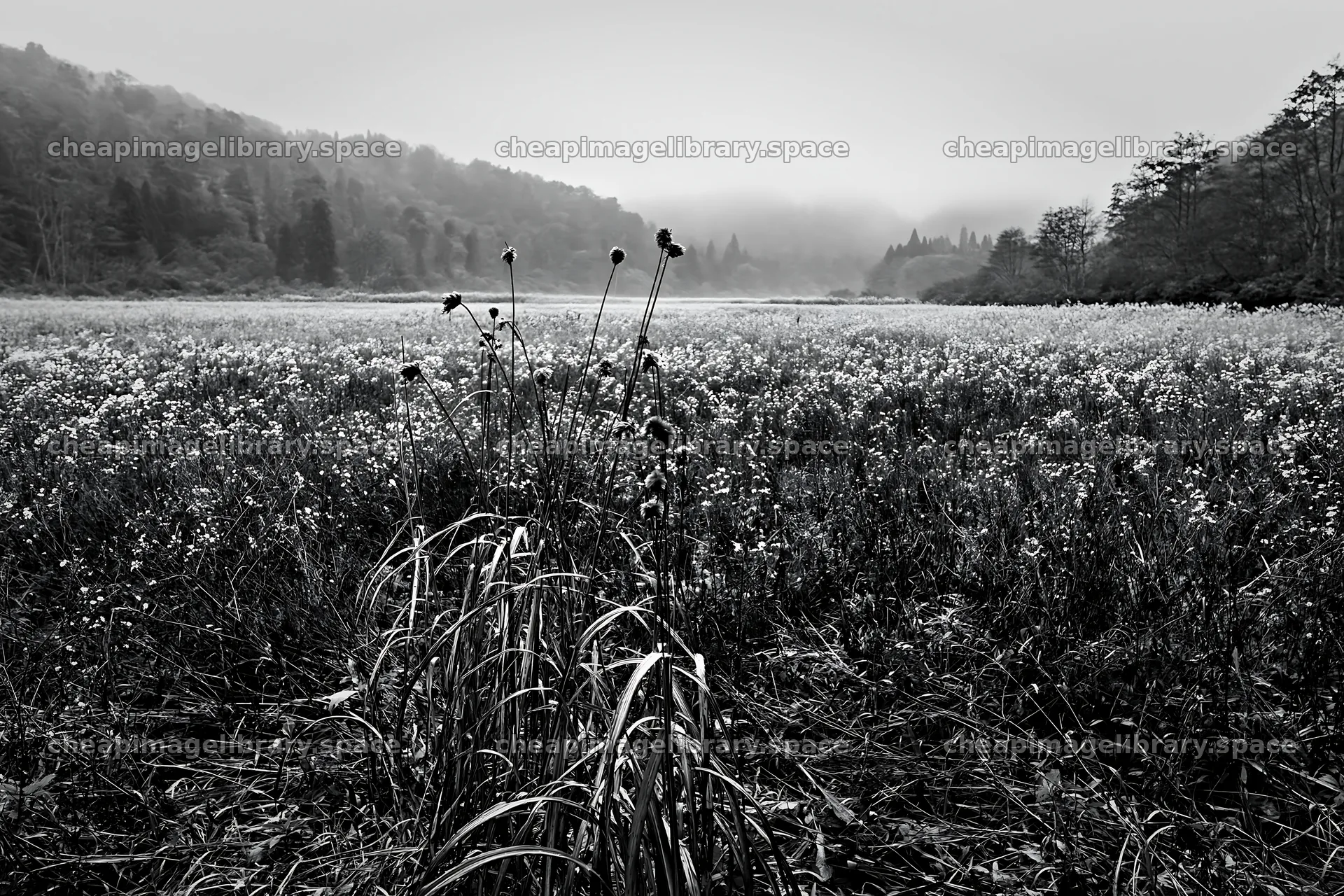Iwate rain refreshed meadow seedhead foreground – image library 9722x6480