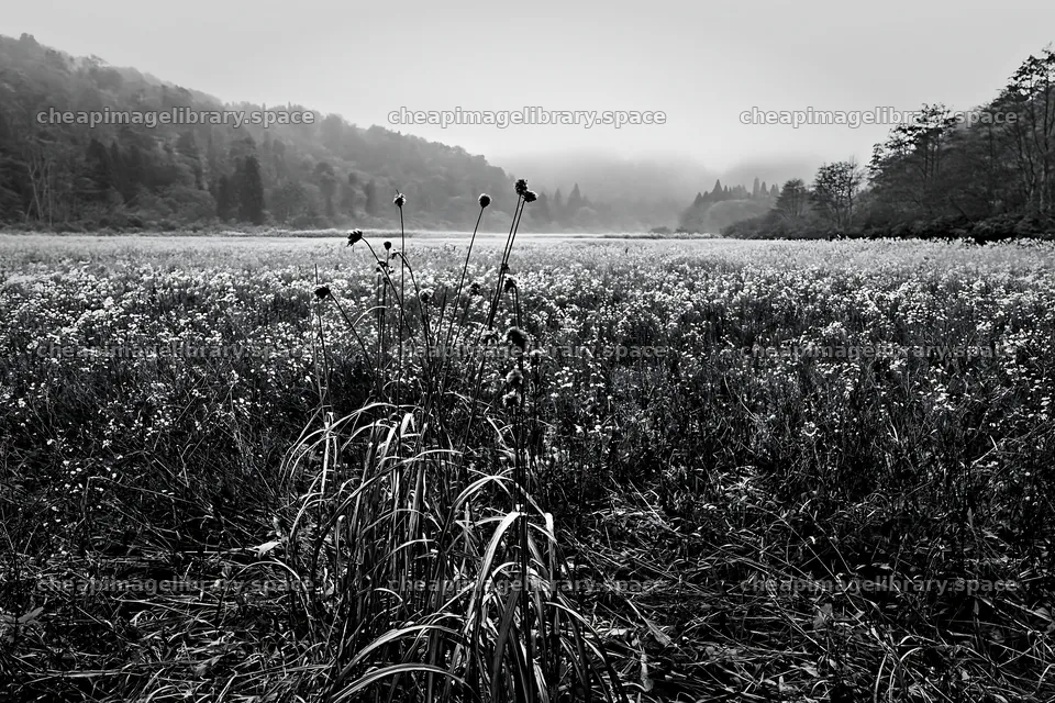 Iwate rain refreshed meadow seedhead foreground – image library 9722x6480