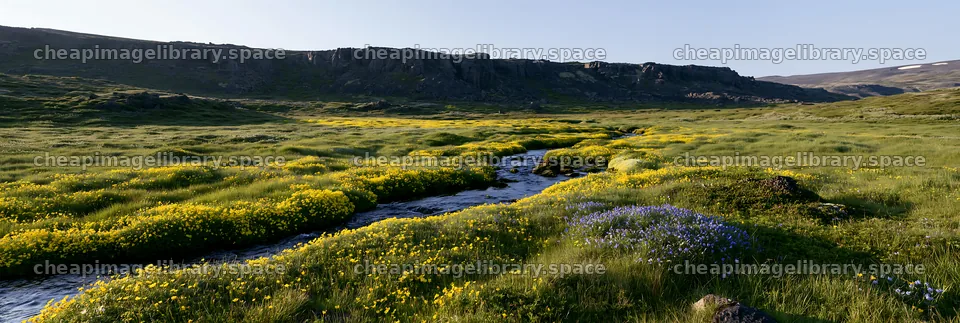 High contrast brook meadow with wildflowers and a stream – image library 13690x4602