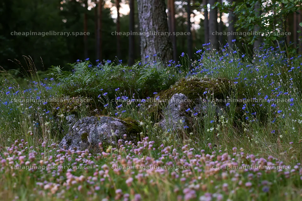 Clover cornflower meadow with rocks and ferns at dusk – image library 9722x6480