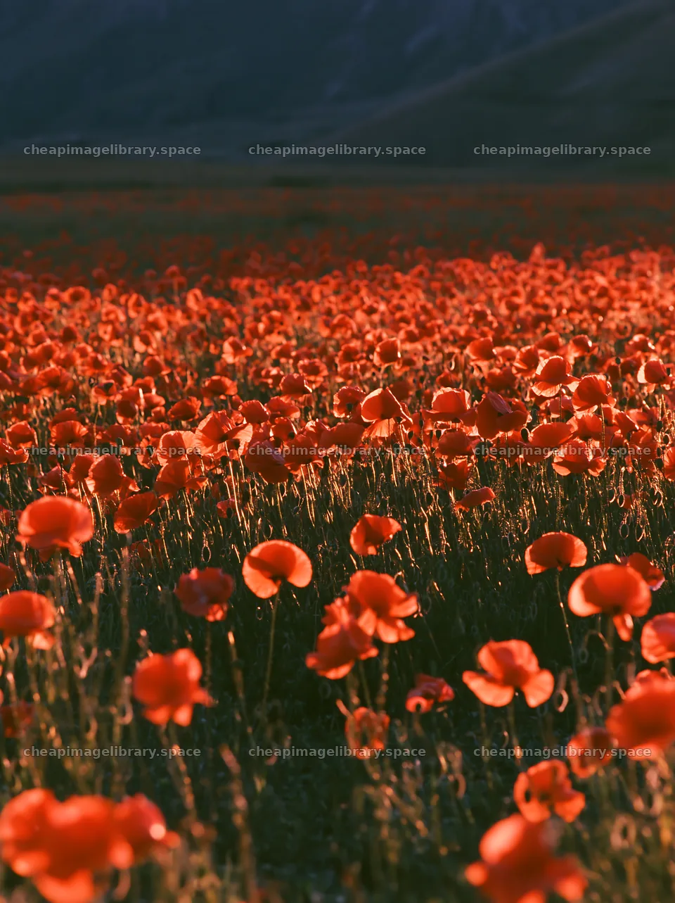 Colorful poppy meadow under bright sunlight in spring – image library 6866x9174