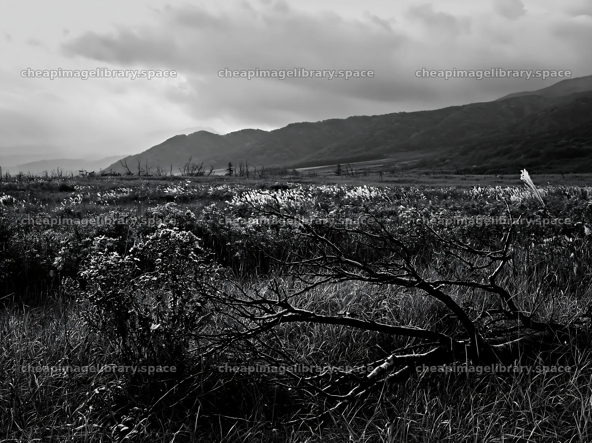 Yamagata rewilded meadow fallen branch in foreground – image library 9174x6866