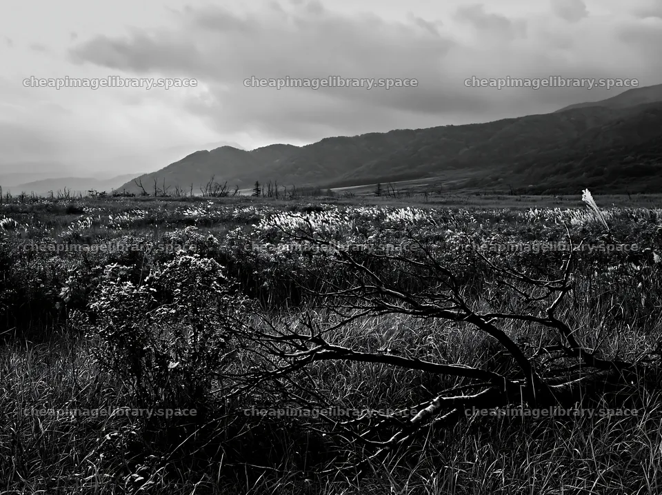Yamagata rewilded meadow fallen branch in foreground – image library 9174x6866