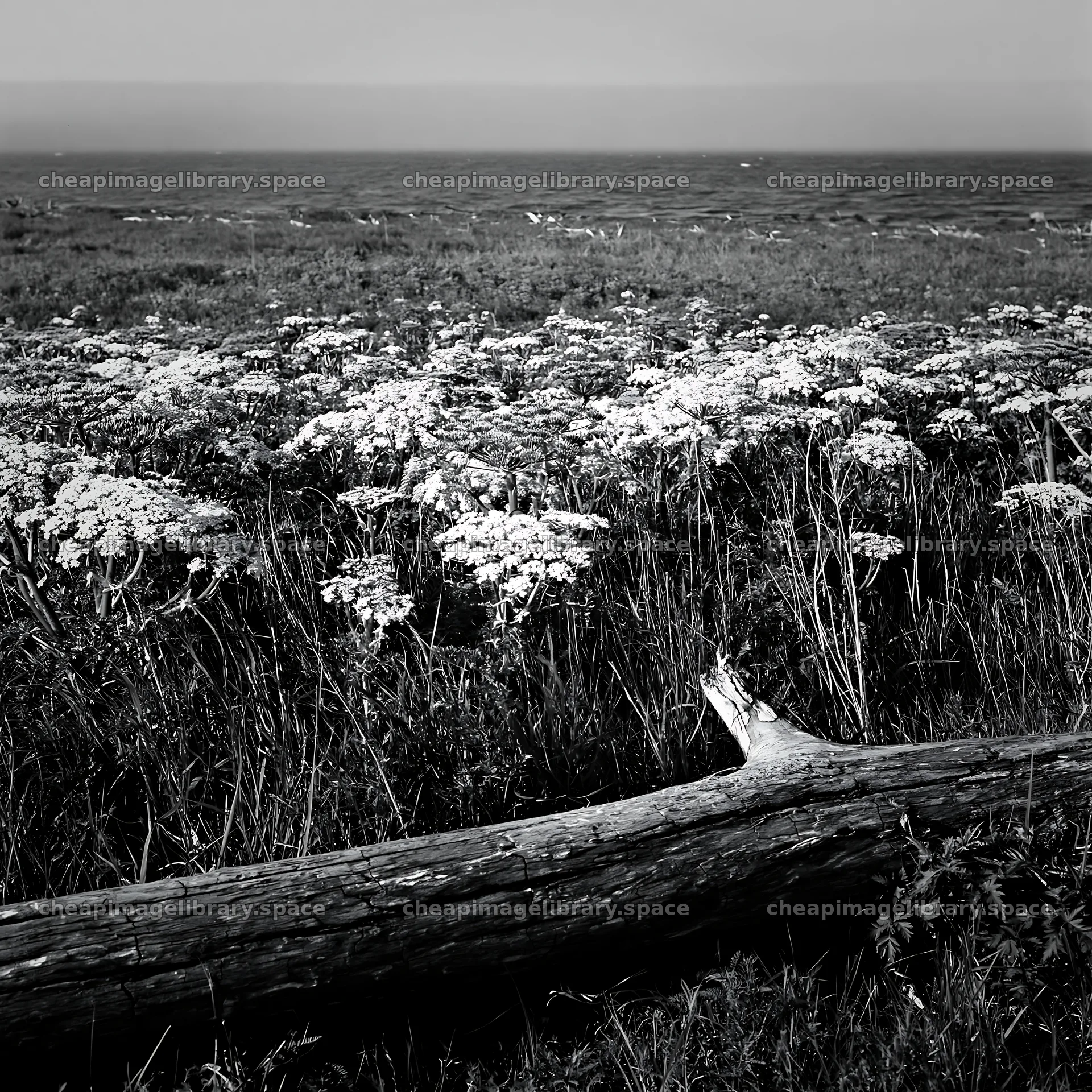 Chiba coastal climate meadow with driftwood in the foreground – image library 7938x7938