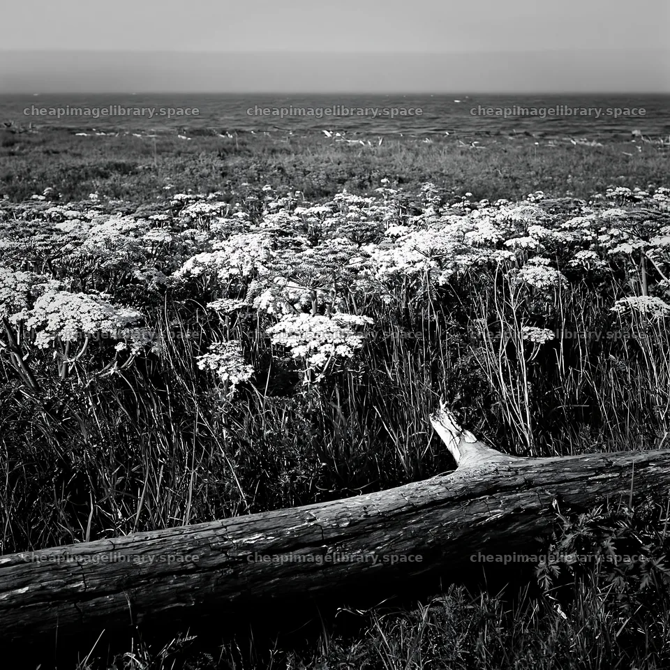 Chiba coastal climate meadow with driftwood in the foreground – image library 7938x7938
