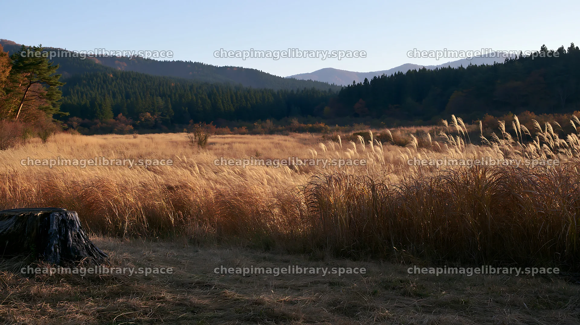 Fukushima native meadow with weathered stump – image library 10608x5938