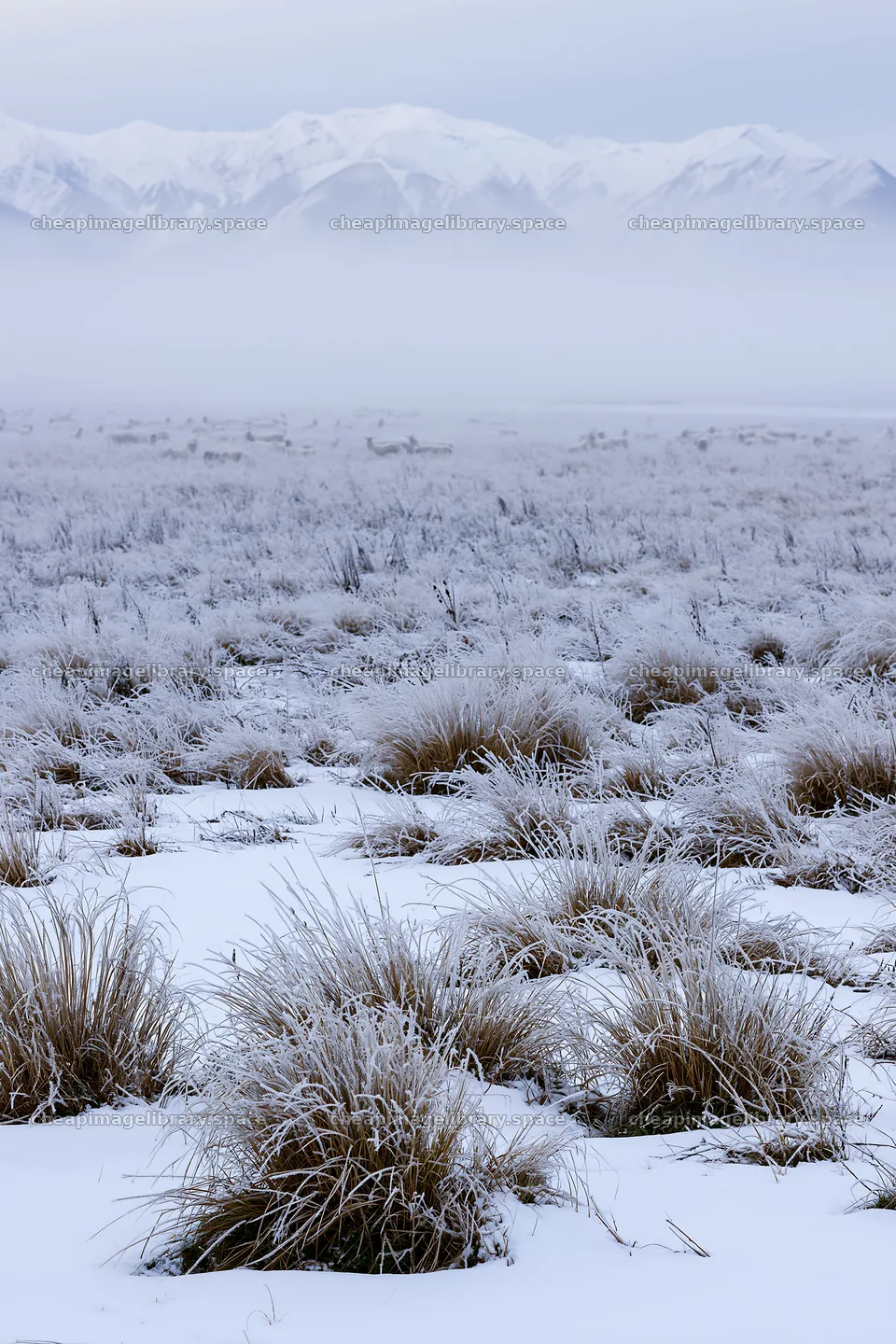Snowy foothill meadow with frost-covered grass and mountains – image library 6480x9722