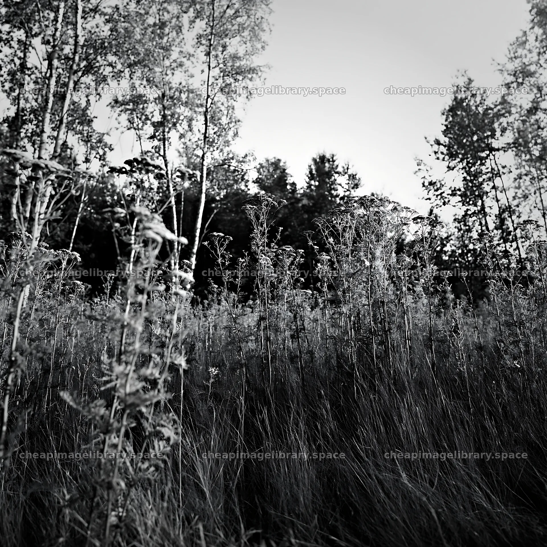 Birch forest meadow with tall grasses and autumn foliage – image library 7938x7938