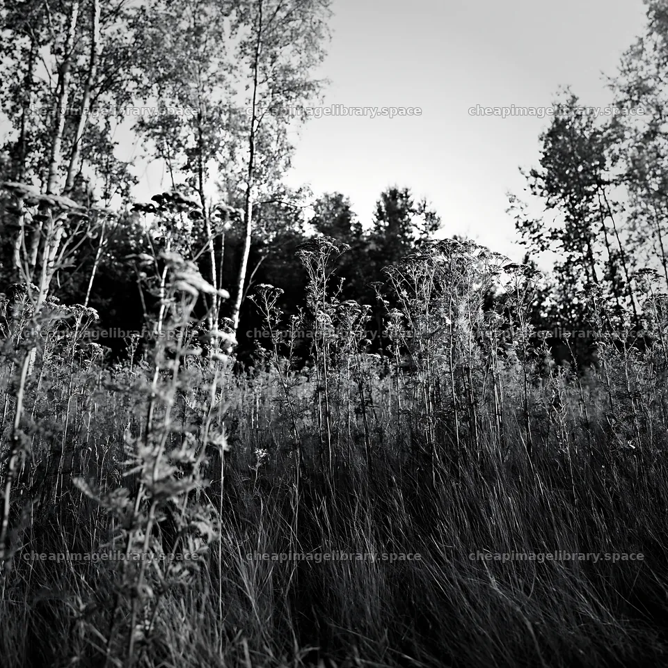 Birch forest meadow with tall grasses and autumn foliage – image library 7938x7938