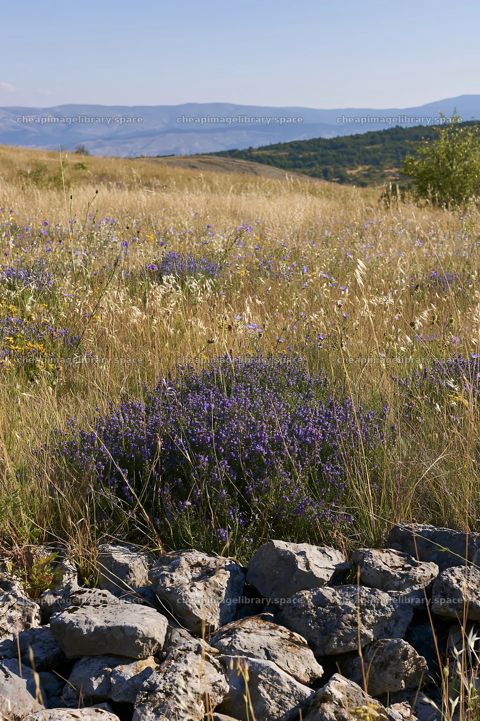 Climate-resilient meadow with flowers and stones in landscape – image library 6480x9722