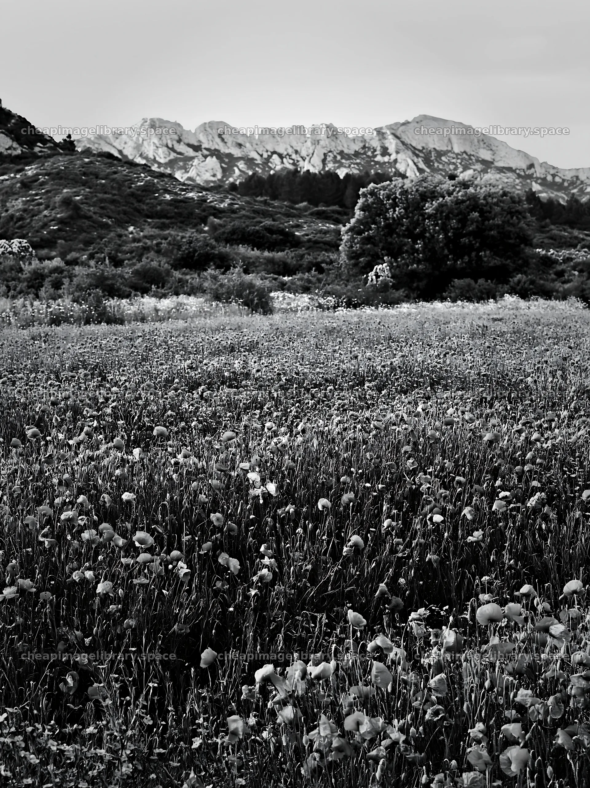 Poppy flax meadow with mountains in the background – image library 6866x9174