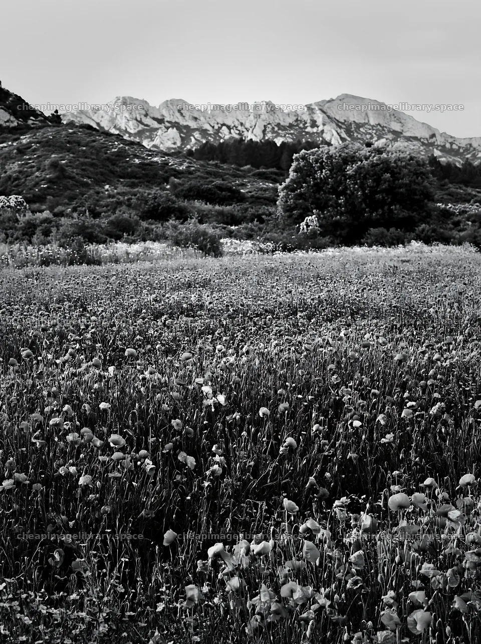 Poppy flax meadow with mountains in the background – image library 6866x9174