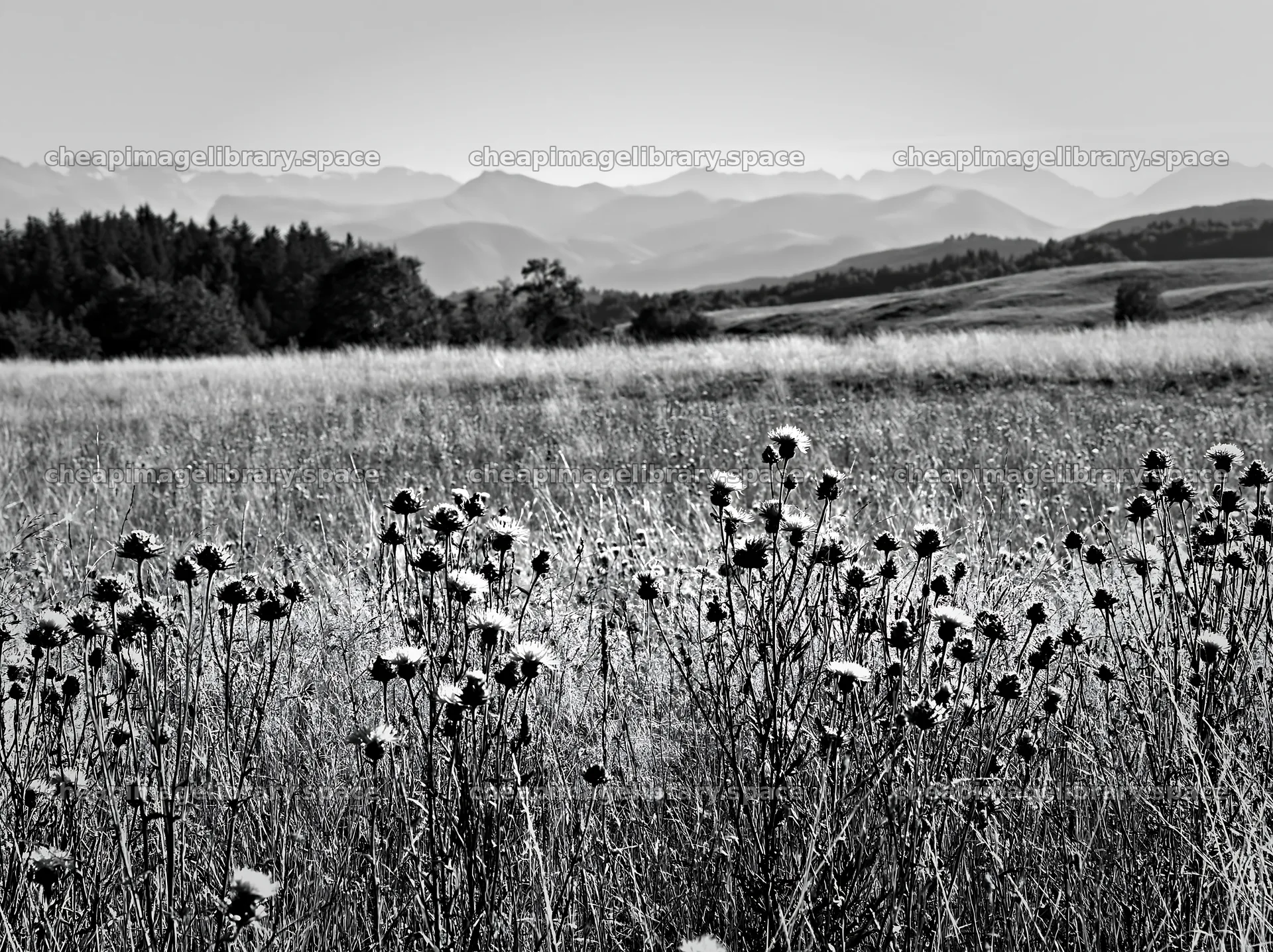 Meadow flowers in the Pyrenees foothills – image library 9174x6866
