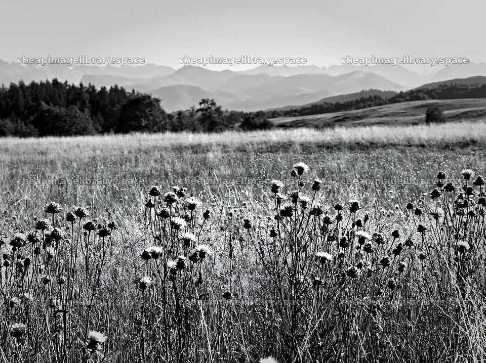 Meadow flowers in the Pyrenees foothills – image library 9174x6866