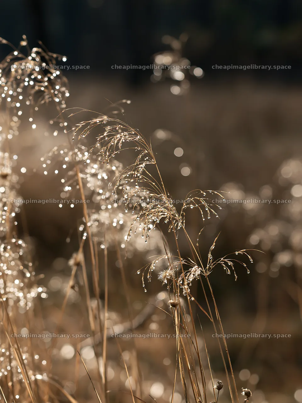 Expansive Hokkaido restoration meadow with dewdrops – image library 6866x9174