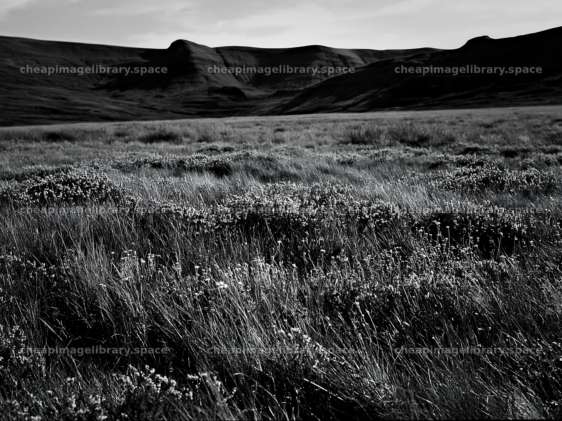 Aurora meadow coast with hills in the distance – image library 9174x6866