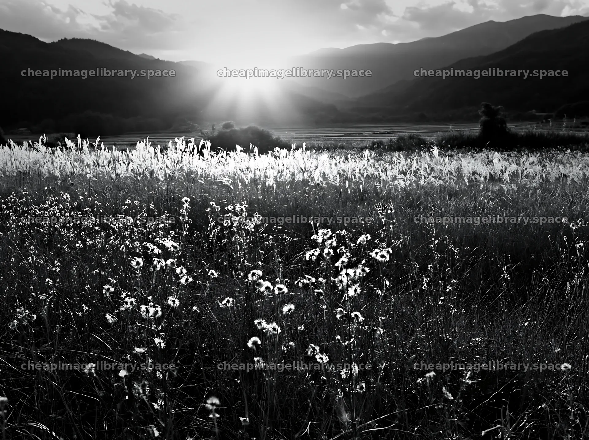 Aichi restored meadow autumn seedheads foreground – image library 9174x6866