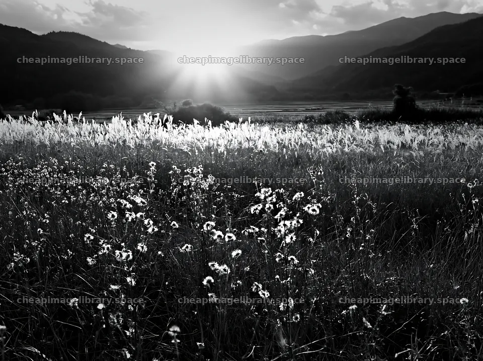 Aichi restored meadow autumn seedheads foreground – image library 9174x6866