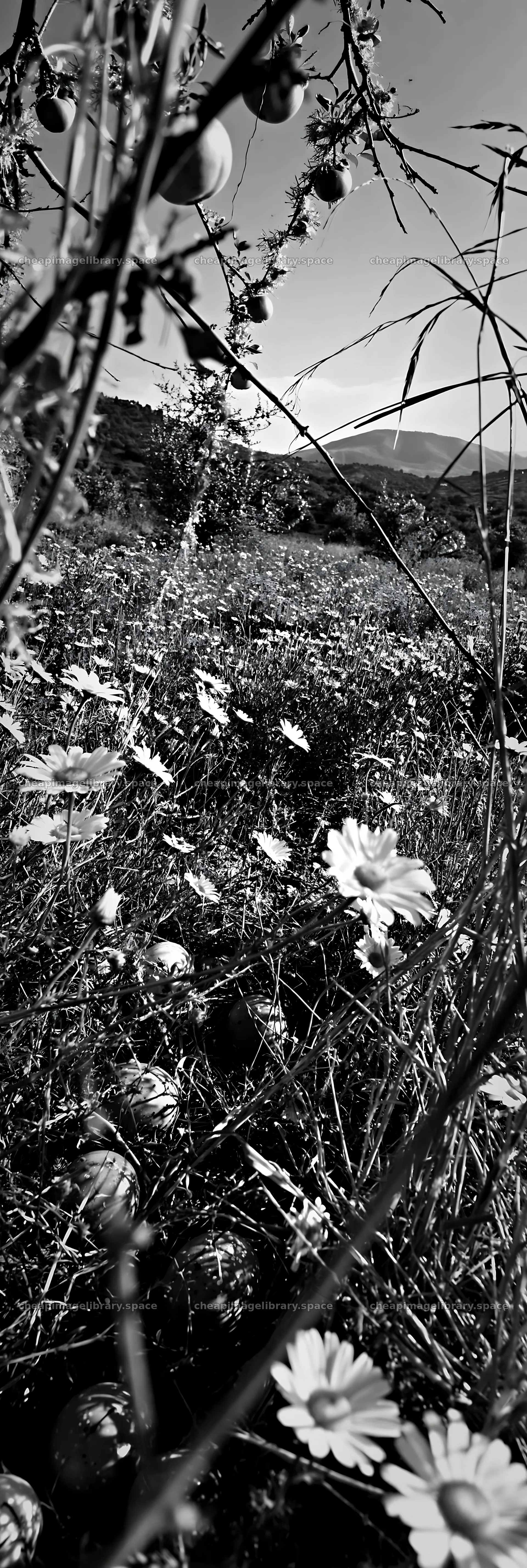 Meadow with apple trees and garlands in a drought setting – image library 4602x13690