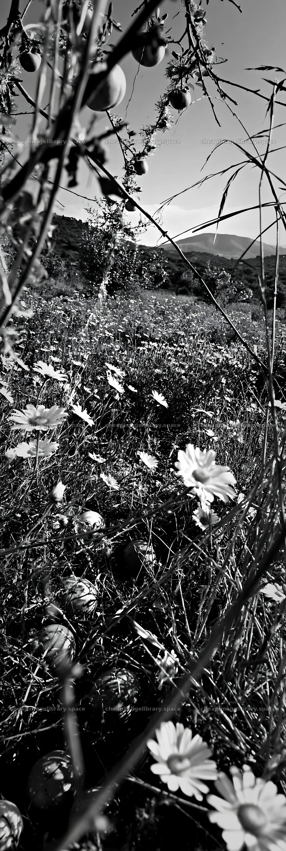 Meadow with apple trees and garlands in a drought setting – image library 4602x13690