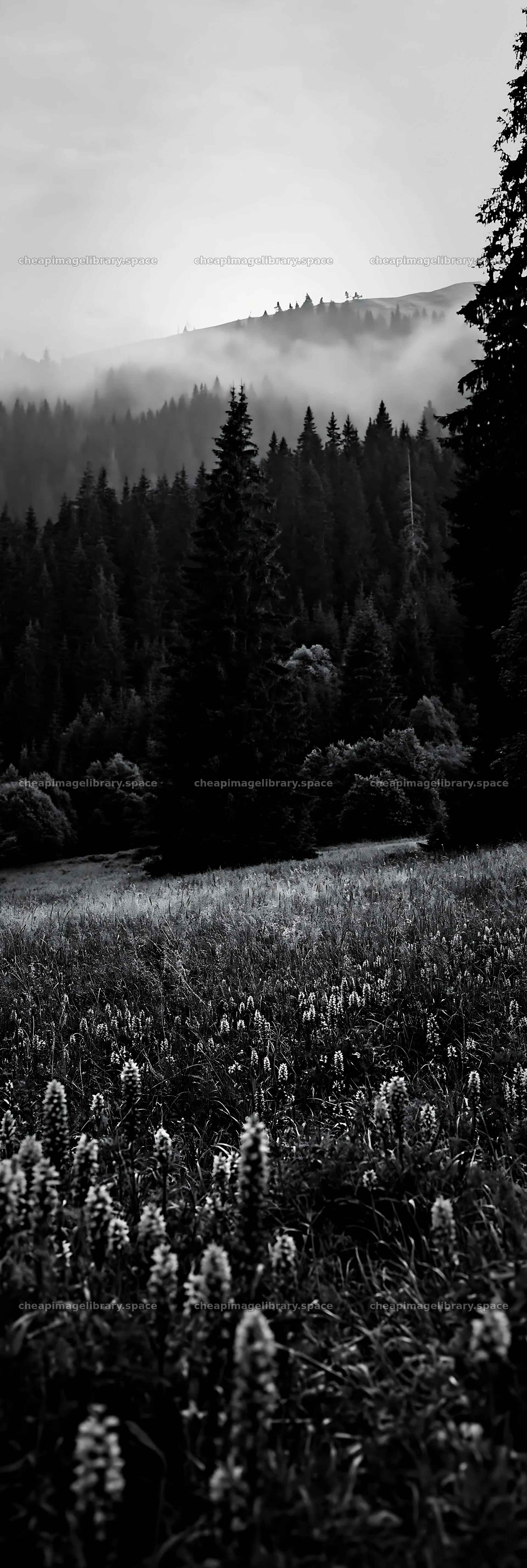 Colorful orchid meadow with misty mountains in the background – image library 4602x13690