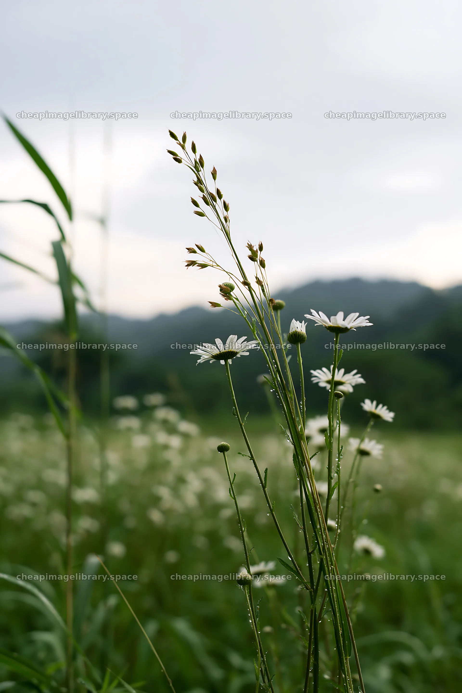 Iwate rain refreshed meadow seedhead foreground – image library 6480x9722