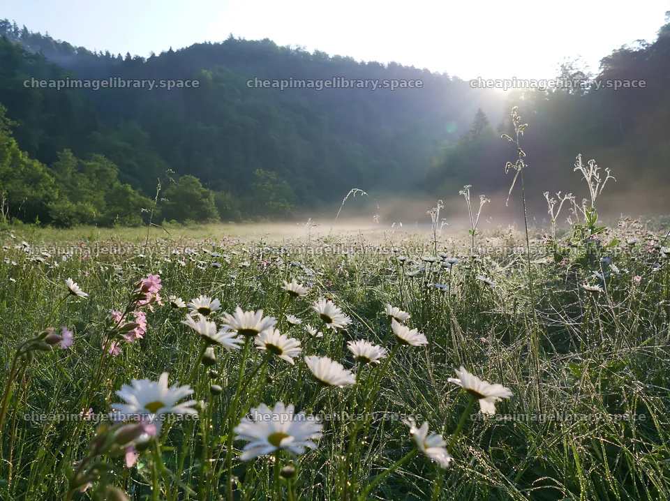 Hungarian meadow with flowers in a wooded valley – image library 9174x6866