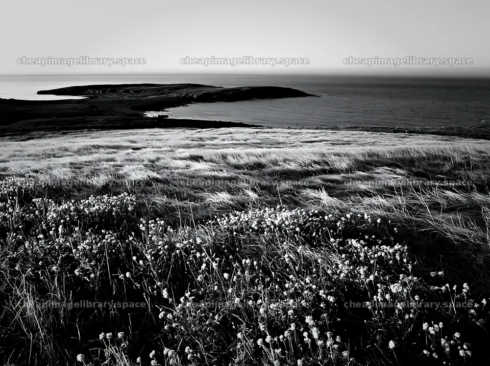 Frosty coastal meadow with flowers and a distant island – image library 9174x6866
