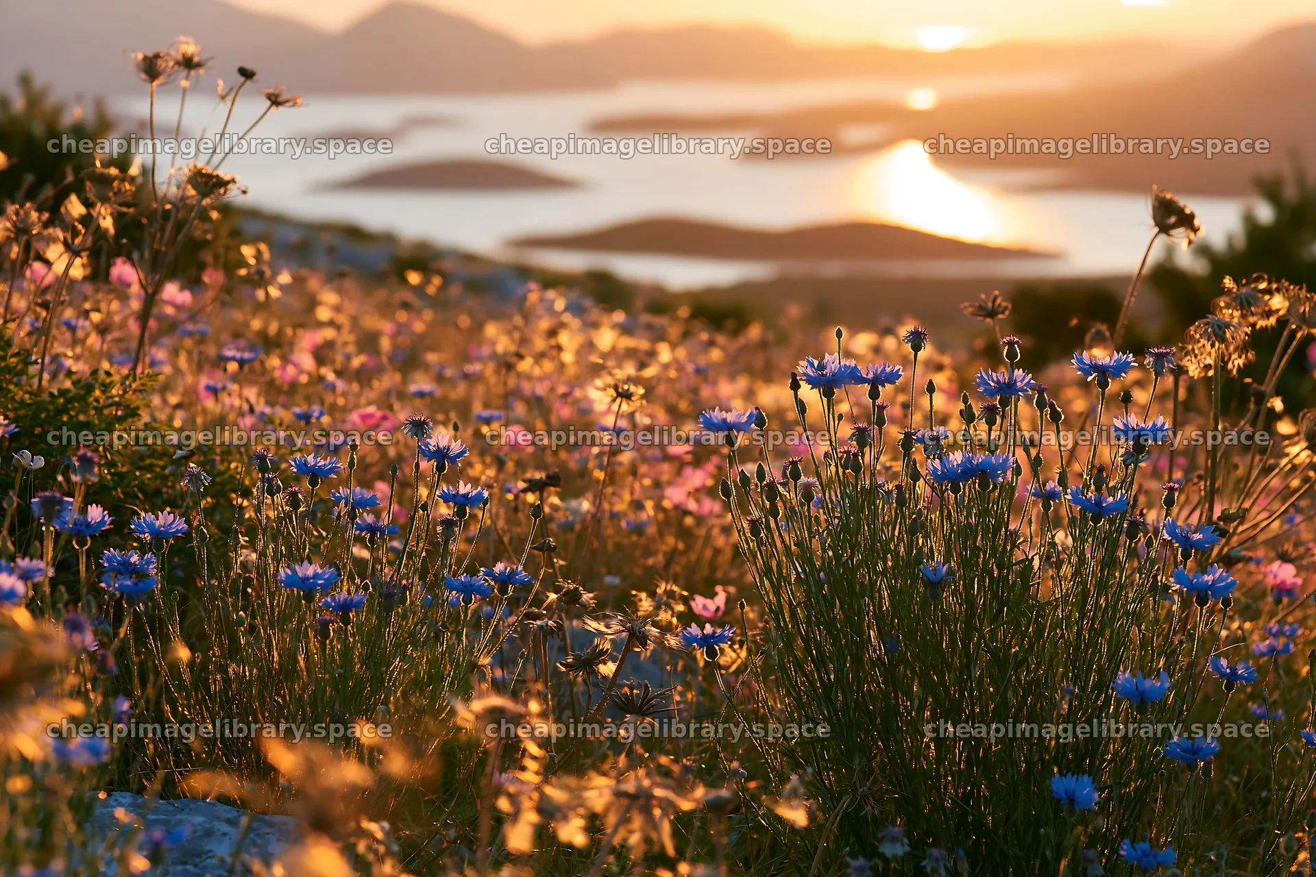 Croatian meadow overlooking Adriatic coast during sunset – image library 9722x6480