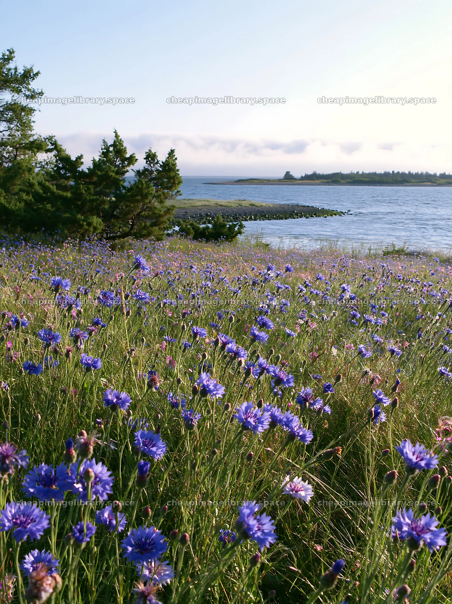 Clover cornflower meadow by the water at sunrise – image library 6866x9174