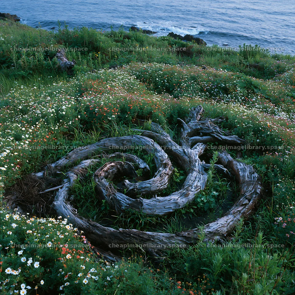 Ishikawa coastal meadow storm washed driftwood in green grass – image library 7938x7938