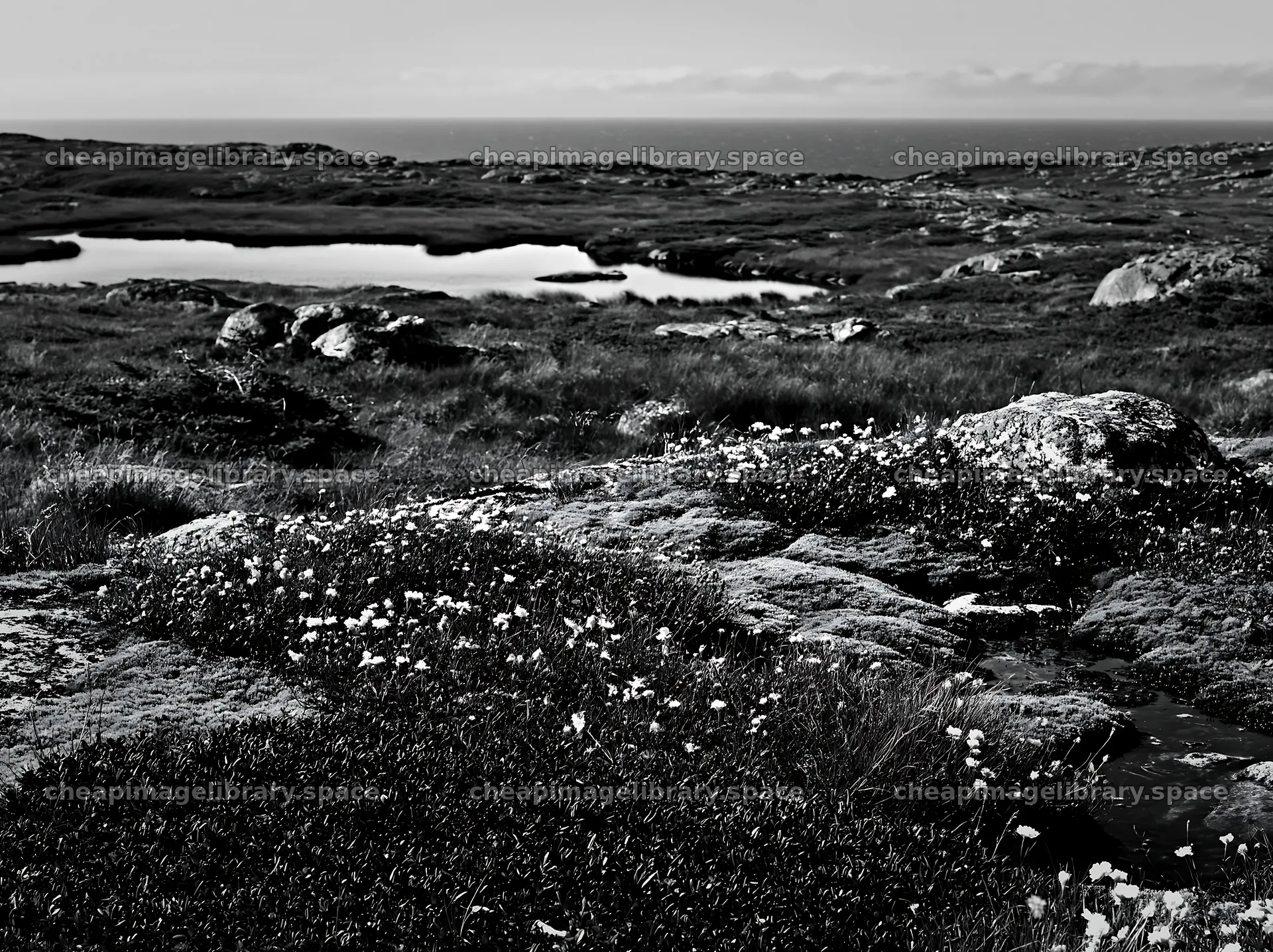 Mossy boulder meadow with flowers near a calm water body – image library 9174x6866